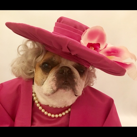 Dog photo - Picture 3 of 13